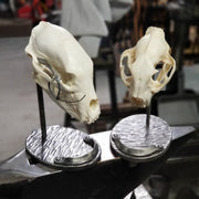 Skull Pedestal Stands - Custom Stand Built to your Specifications. Price Varies, Email to Design and Order - jon@mountainelement.com