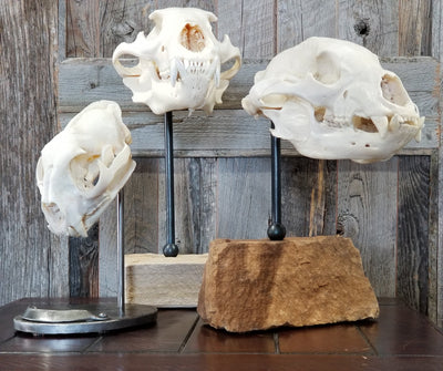 Skull Pedestal Stands - Custom Stand Built to your Specifications. Price Varies, Email to Design and Order - jon@mountainelement.com